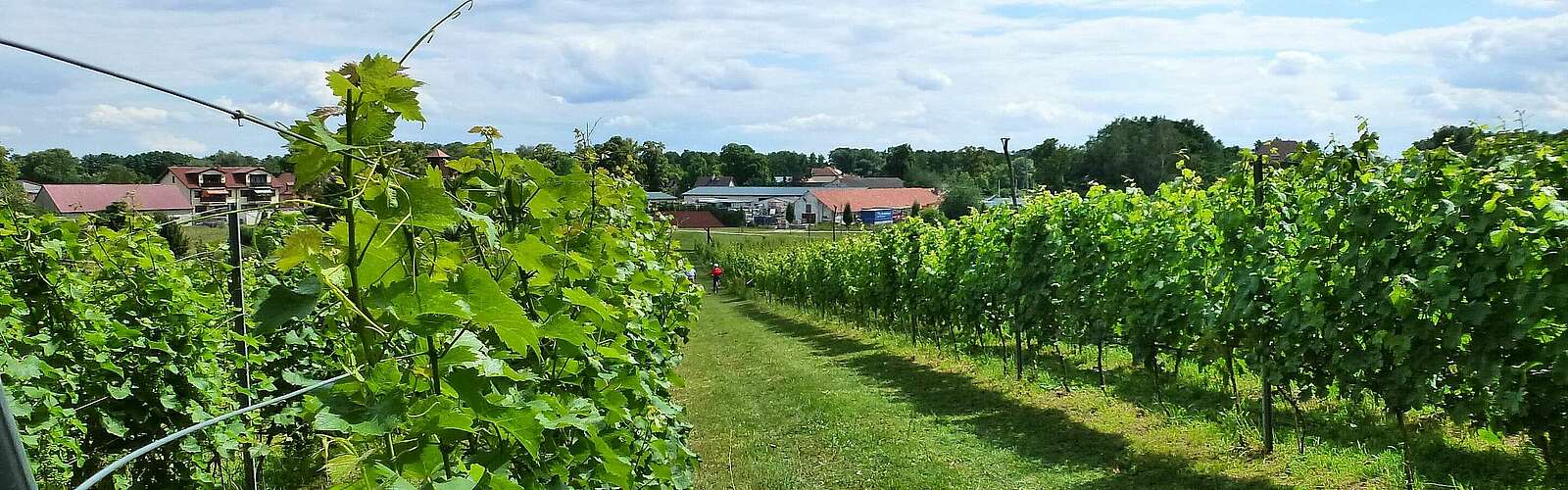 Weinberg in Bestensee,
            
        
                Foto: Tourismusverband Dahme-Seenland e.V./Petra Förster