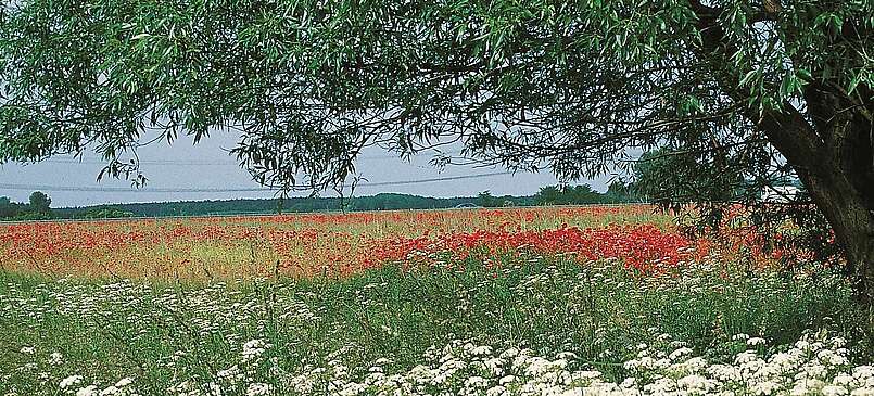 Landschaftsführungen