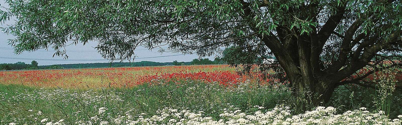 Wiese mit Mohnblumen,
            
        
                Foto: Tourismusverband Dahme-Seenland e.V./Petra Förster