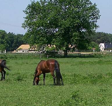 Reiten