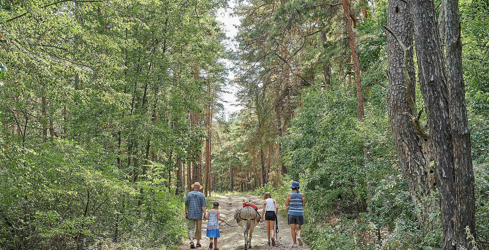 Eselwanderung im Wald,
                
            
        
                Foto: Fotograf / Lizenz - Media Import/Florian Trykowski